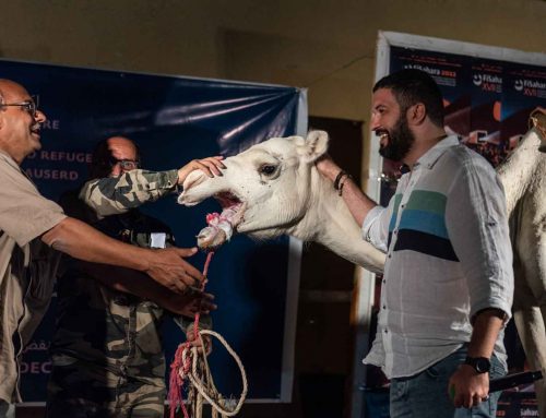 Wanibik, by the Algerian Rabah Slimani, wins the White Camel at the 17 edition of FiSahara